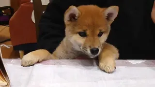Скриншот 6 к игре Shiba Mekuri 柴めくり