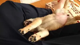 Скриншот 7 к игре Shiba Mekuri 柴めくり