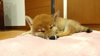 Скриншот 8 к игре Shiba Mekuri 柴めくり