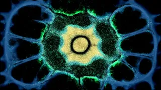 Скриншот 1 к игре PHYSARUM: Slime Mold Simulator