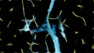 Скриншот 5 к игре PHYSARUM: Slime Mold Simulator