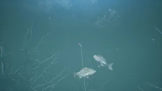 Скриншот 8 к игре Bassmaster Fishing