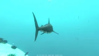 Скриншот 2 к игре Alpha Shark