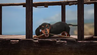Скриншот 8 к игре The Lost Dachshund