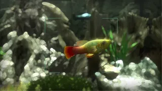 Скриншот 8 к игре Snapshot Aquarium