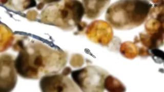 Скриншот 8 к игре MICROSCOPIC