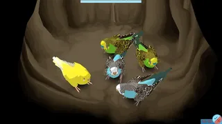 Скриншот 5 к игре Budgie Genetics Simulator