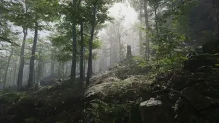Скриншот 1 к игре Mushroom Collector Simulator