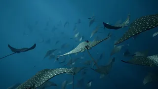 Скриншот 3 к игре Whale Fall