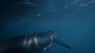 Скриншот 5 к игре Whale Fall