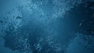 Скриншот 6 к игре Whale Fall