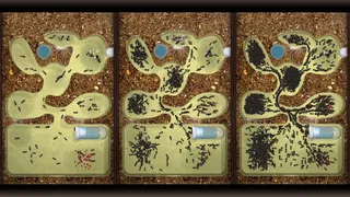 Скриншот 1 к игре Ant Farm Simulator