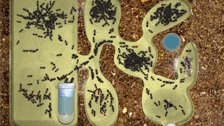 Скриншот 2 к игре Ant Farm Simulator
