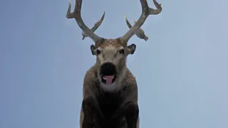 Скриншот 4 к игре Hoofobia