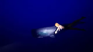 Скриншот 4 к игре DeepSea Serenity: VR Underwater Trip