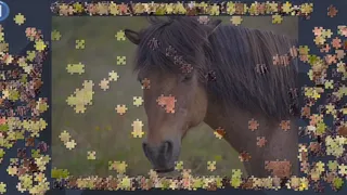 Скриншот 5 к игре Virtual Jigsaw Puzzles - Animals
