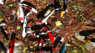 Скриншот 3 к игре Koi Garden