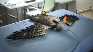 Скриншот 7 к игре Enter Falconry