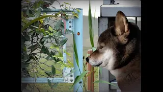 Скриншот 1 к игре Tsugunohi -Pocky dog’s adventure-