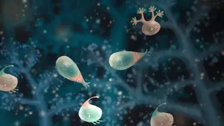Скриншот 5 к игре Jellies of the Deep