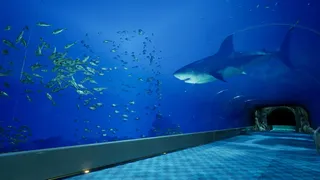 Скриншот 1 к игре 8月32日の水族館