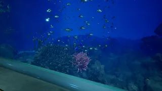 Скриншот 4 к игре 8月32日の水族館