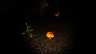 Скриншот 3 к игре Cave Of Horrors