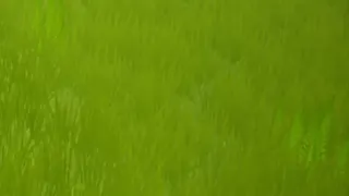 Скриншот 1 к игре Mangoo