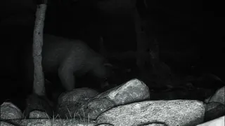 Скриншот 3 к игре TRAILCAM