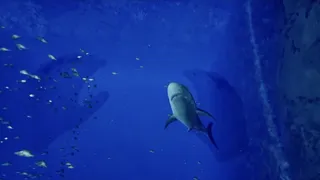 Скриншот 1 к игре ８月３２日の水族館VR