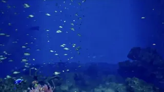 Скриншот 4 к игре ８月３２日の水族館VR