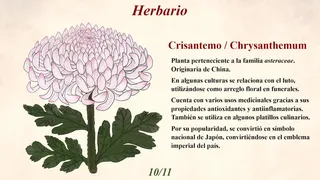 Скриншот 6 к игре Blumenia - Historias de un Mundo de Plantas