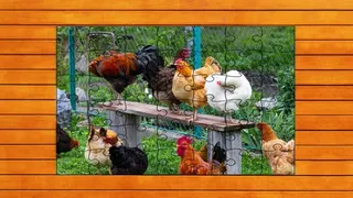 Скриншот 6 к игре Farmyard Pals Jigsaw Puzzles