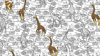 Скриншот 2 к игре Animal Pattern
