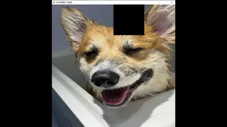 Скриншот 5 к игре hgmGame-dog