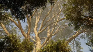 Скриншот 3 к игре Calming Forest