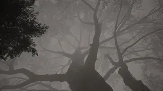 Скриншот 5 к игре Calming Forest