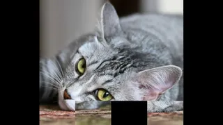 Скриншот 1 к игре hgmGame-cat
