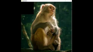 Скриншот 2 к игре hgmGame-monkey
