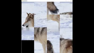 Скриншот 2 к игре hgmGame-wolf