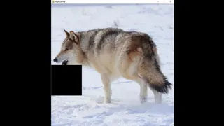 Скриншот 5 к игре hgmGame-wolf
