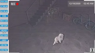 Скриншот 2 к игре The Puppy
