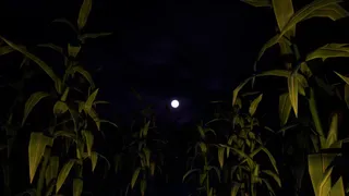 Скриншот 5 к игре A Casa da Vovó
