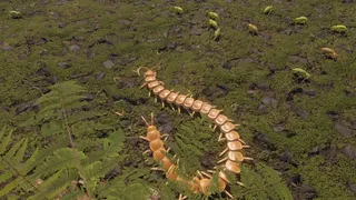 Скриншот 6 к игре Centipede Simulator