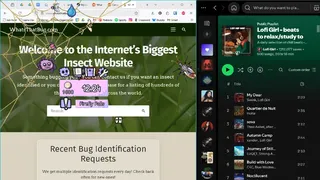 Скриншот 4 к игре My Little Spider