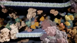 Скриншот 2 к игре Meowtabolism - Examining Feline Behavior within Unicellular Algae
