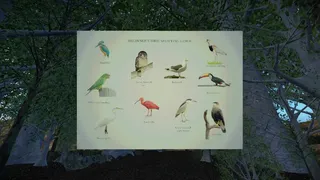 Скриншот 2 к игре Birdwatching