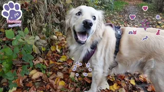 Скриншот 5 к игре Golden Retriever Simple Life