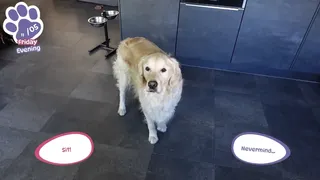 Скриншот 6 к игре Golden Retriever Simple Life