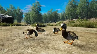 Скриншот 2 к игре Bird Game 3 Online